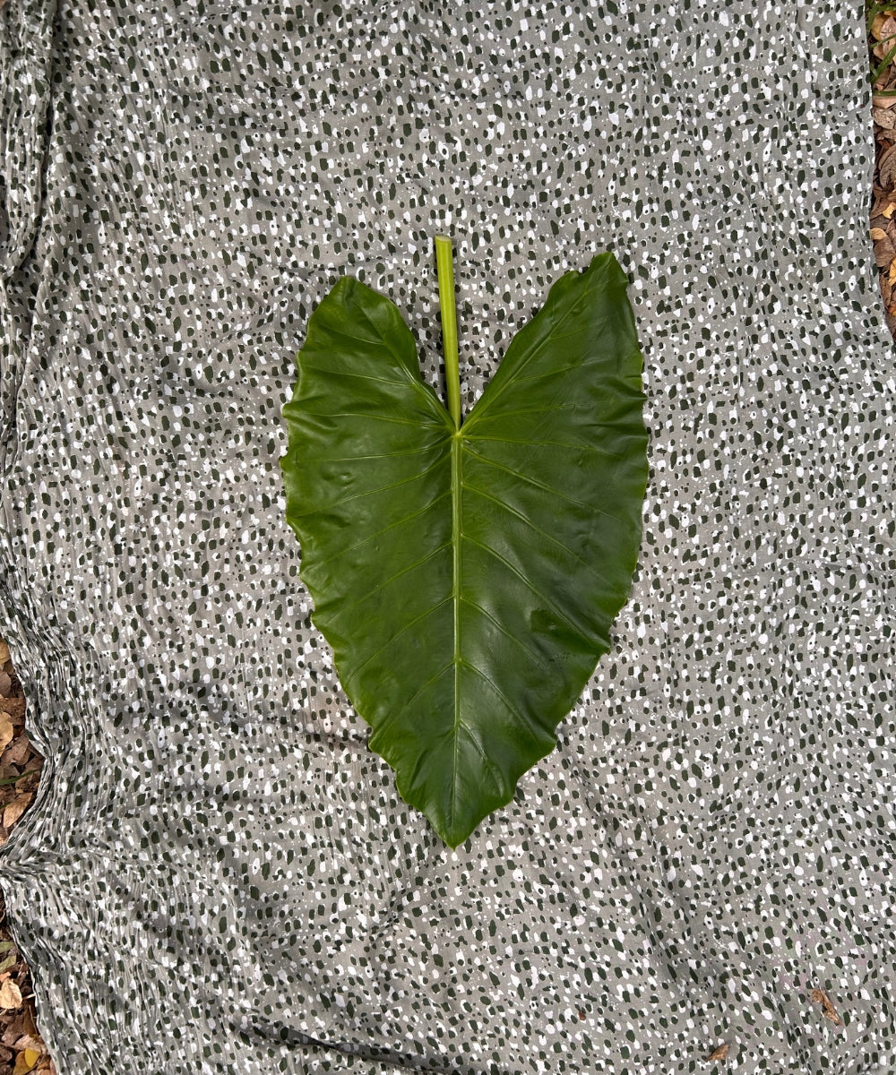 Paréo mbeya matcha